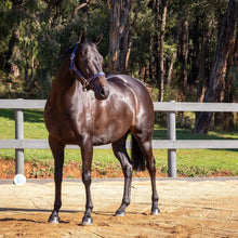 Load image into Gallery viewer, HairyPony - Esential Coat Conditioner - 1000 ml