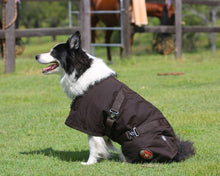 Load image into Gallery viewer, Dog Coat - Oil Skin - Brown - Thermo Master - ASSORTED SIZES
