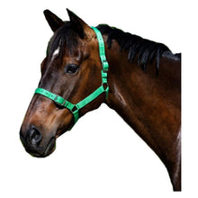 Load image into Gallery viewer, Eureka Buckle Halter -ASSORTED COLORS &amp; SIZES

