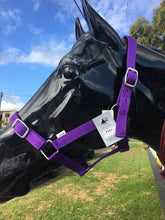 Load image into Gallery viewer, Eureka Buckle Halter
