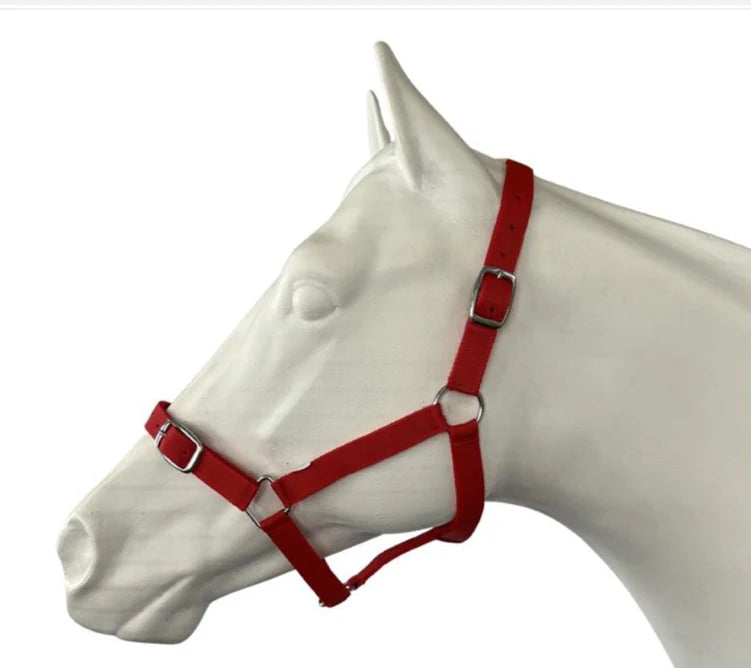 Eureka Buckle Halter -  VARIOUS COLORS