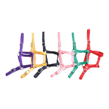 Load image into Gallery viewer, Eureka Buckle Halter -  VARIOUS COLORS
