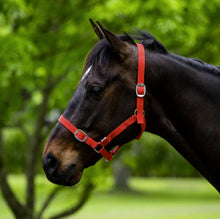Load image into Gallery viewer, Eureka Buckle Halter -ASSORTED COLORS &amp; SIZES
