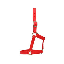 Load image into Gallery viewer, Mini Horse Halter - Red - Mini / Assorted Sizes
