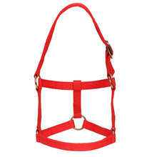 Load image into Gallery viewer, Mini Horse Halter - Red - Mini / Assorted Sizes
