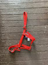 Load image into Gallery viewer, Eureka Buckle Halter ASSORTED COLORS and SIZES
