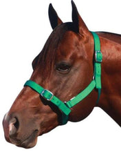 Load image into Gallery viewer, Eureka Buckle Halter ASSORTED COLORS and SIZES
