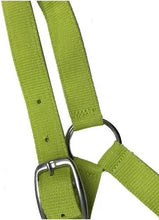 Load image into Gallery viewer, Eureka Buckle Halter
