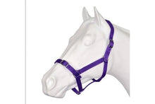 Load image into Gallery viewer, Eureka Buckle Halter -ASSORTED COLORS &amp; SIZES
